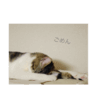 ねこの名は「ふう」（個別スタンプ：3）