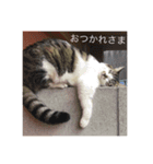 ねこの名は「ふう」（個別スタンプ：16）