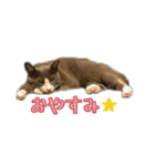 うちのねこ 灰白ハチワレ猫はち（個別スタンプ：4）