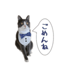 うちのねこ 灰白ハチワレ猫はち（個別スタンプ：11）