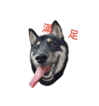 black shiba - halen dog（個別スタンプ：8）