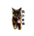 black shiba - halen dog（個別スタンプ：14）