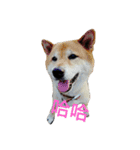 black shiba - halen dog（個別スタンプ：19）