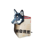 black shiba - halen dog（個別スタンプ：26）