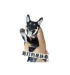 black shiba - halen dog（個別スタンプ：32）