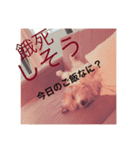 ジャックの日常生活（個別スタンプ：7）