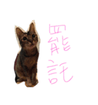 The cutest cat and other regular cats（個別スタンプ：13）