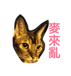 The cutest cat and other regular cats（個別スタンプ：15）