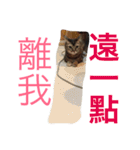 The cutest cat and other regular cats（個別スタンプ：17）