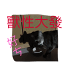 The cutest cat and other regular cats（個別スタンプ：20）