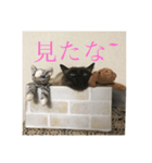 catmood（個別スタンプ：1）