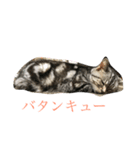 catmood（個別スタンプ：7）