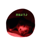 hedgehog everyday（個別スタンプ：1）