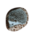 hedgehog everyday（個別スタンプ：2）