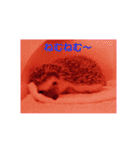 hedgehog everyday（個別スタンプ：4）