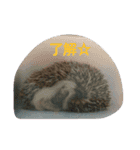 hedgehog everyday（個別スタンプ：9）