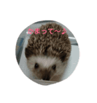 hedgehog everyday（個別スタンプ：15）