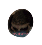 hedgehog everyday（個別スタンプ：17）