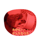 hedgehog everyday（個別スタンプ：20）