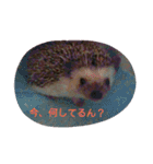 hedgehog everyday（個別スタンプ：21）