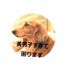 スタジオ犬アルちゃんの日常です（個別スタンプ：2）