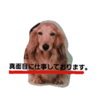 スタジオ犬アルちゃんの日常です（個別スタンプ：5）