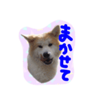 秋田犬とまとfamily⑤（個別スタンプ：1）