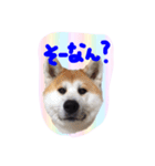 秋田犬とまとfamily⑤（個別スタンプ：9）