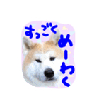 秋田犬とまとfamily⑤（個別スタンプ：24）