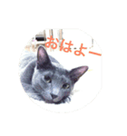 ねこスタンプ(銀之介)（個別スタンプ：1）