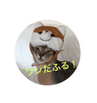 ねこスタンプ(銀之介)（個別スタンプ：14）