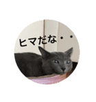 ねこスタンプ(銀之介)（個別スタンプ：16）