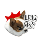 kaow-hom Chihuahua dog（個別スタンプ：1）