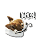 kaow-hom Chihuahua dog（個別スタンプ：2）