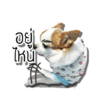 kaow-hom Chihuahua dog（個別スタンプ：3）