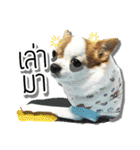 kaow-hom Chihuahua dog（個別スタンプ：4）