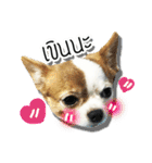 kaow-hom Chihuahua dog（個別スタンプ：7）