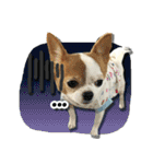 kaow-hom Chihuahua dog（個別スタンプ：8）