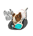 kaow-hom Chihuahua dog（個別スタンプ：9）