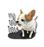 kaow-hom Chihuahua dog（個別スタンプ：10）