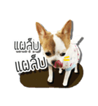 kaow-hom Chihuahua dog（個別スタンプ：11）