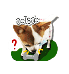 kaow-hom Chihuahua dog（個別スタンプ：12）