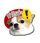 kaow-hom Chihuahua dog（個別スタンプ：14）