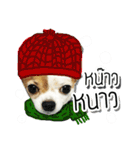 kaow-hom Chihuahua dog（個別スタンプ：15）