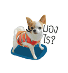 kaow-hom Chihuahua dog（個別スタンプ：16）