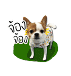 kaow-hom Chihuahua dog（個別スタンプ：18）