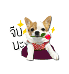 kaow-hom Chihuahua dog（個別スタンプ：20）