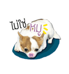 kaow-hom Chihuahua dog（個別スタンプ：21）