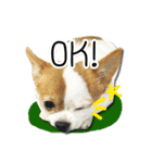 kaow-hom Chihuahua dog（個別スタンプ：22）