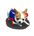 kaow-hom Chihuahua dog（個別スタンプ：23）